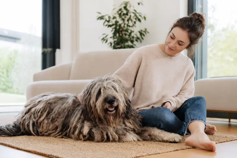 Ein glücklicher Bergamasco-Hund sitzt entspannt neben seinem Besitzer in einer modernen Wohnung.