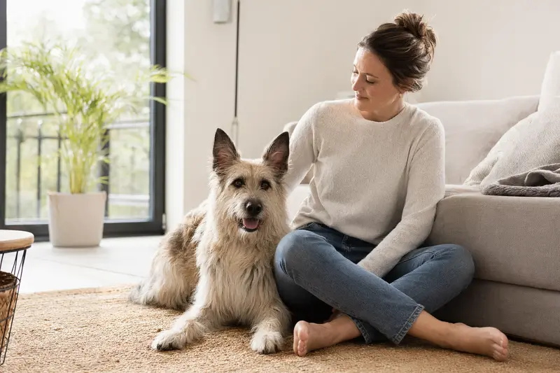 Ein entspannter Berger de Picardie sitzt neben seinem Besitzer in einer hellen Wohnung und symbolisiert Vertrauen und Tiergesundheit.