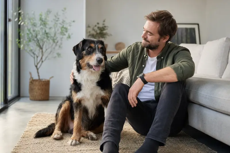 Ein entspannter Berner Niederlaufhund sitzt neben seinem Halter in einer hellen Wohnung, die eine vertrauensvolle Atmosphäre ausstrahlt.