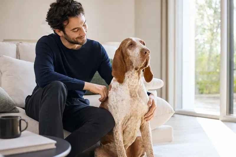 Ein glücklicher Bracco Italiano sitzt entspannt neben seinem Herrchen in einer modernen Wohnung und schafft eine vertrauensvolle Atmosphäre.