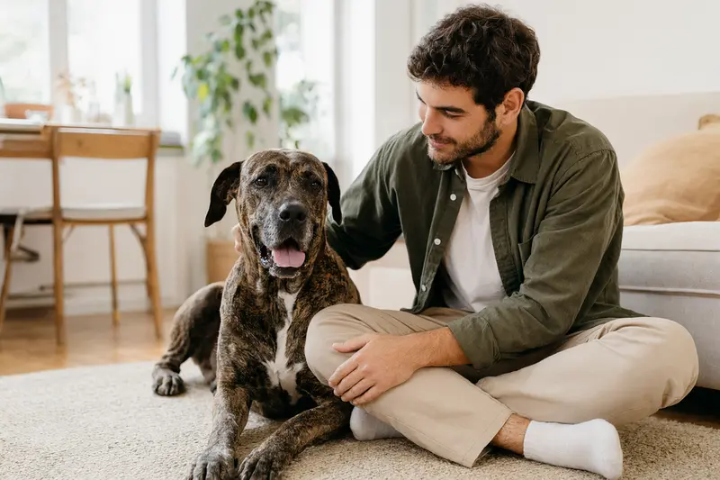 Ein glücklicher Hund, eine Brasilianische Dogge, sitzt entspannt neben seinem Halter in einer modernen Wohnung.