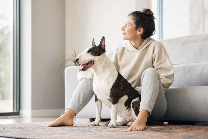 Ein entspannter Bullterrier sitzt neben seinem Besitzer in einer hellen Wohnung.