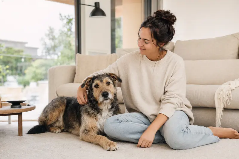 Ein gesunder Ca de Bestiar sitzt entspannt neben seinem Halter in einer modernen Wohnung und strahlt Zufriedenheit aus.