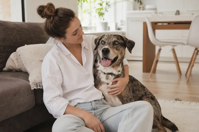 Ein entspannter Catahoula Cur sitzt neben seinem glücklichen Halter in einer modernen Wohnung.