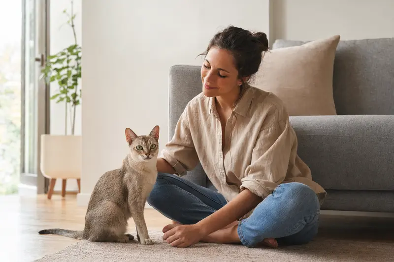 Eine entspannte Ceylonkatze sitzt neben ihrem Besitzer in einer modernen Wohnung und genießt die warme, natürliche Lichtstimmung.