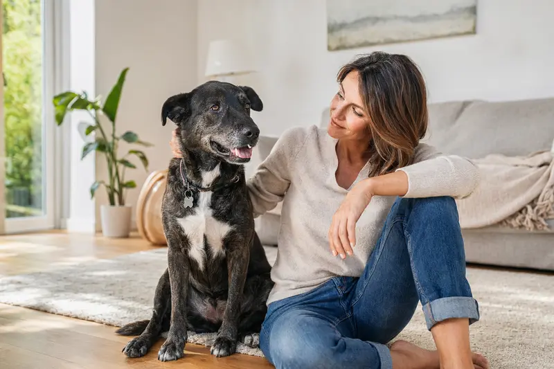 Ein glücklicher Chien Corse sitzt entspannt neben seinem Halter in einer modernen Wohnung und vermittelt eine vertrauensvolle Atmosphäre.