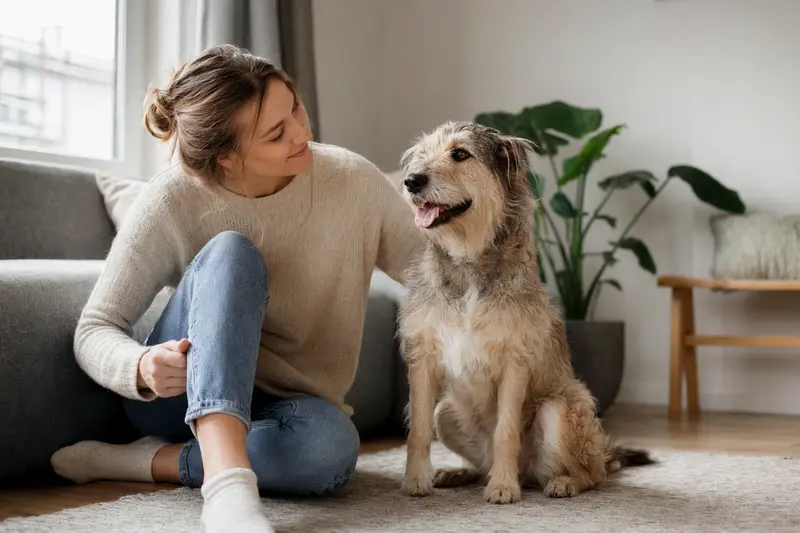 Ein entspannter Chien d Artois sitzt neben seinem Besitzer in einer freundlichen Wohnung und vermittelt Vertrauen.