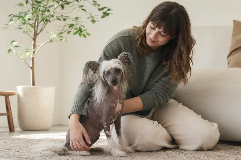 Ein entspannter, gesunder Chinesischer Haarloser Schopfhund sitzt neben seinem Halter in einer hellen Wohnung und vermittelt eine vertrauensvolle Atmosphäre.