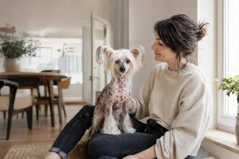 Ein entspannter Chinesischer Schopfhund sitzt neben seinem glücklichen Halter in einer lichtdurchfluteten Wohnung.