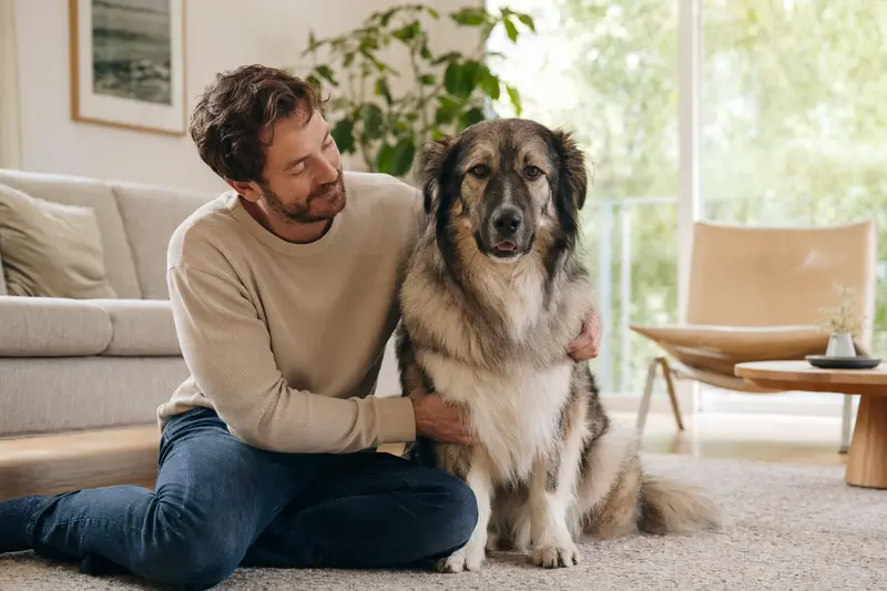 Ein gesunder Ciobanesc Romanesc Carpatin sitzt entspannt neben seinem Besitzer in einer hellen Wohnung und vermittelt Vertrauen rund um die Hundeversicherung.
