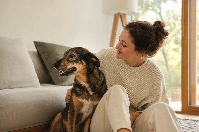 Ein freundlicher Coban Köpegi sitzt entspannt neben seinem Halter in einer hellen Wohnung und vermittelt die Atmosphäre einer Hundekrankenversicherung.
