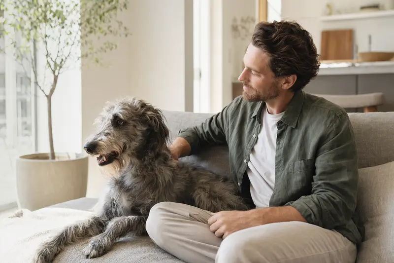 Ein entspannter Deerhound sitzt neben seinem Besitzer in einer hellen Wohnung und strahlt Vertrauen aus.