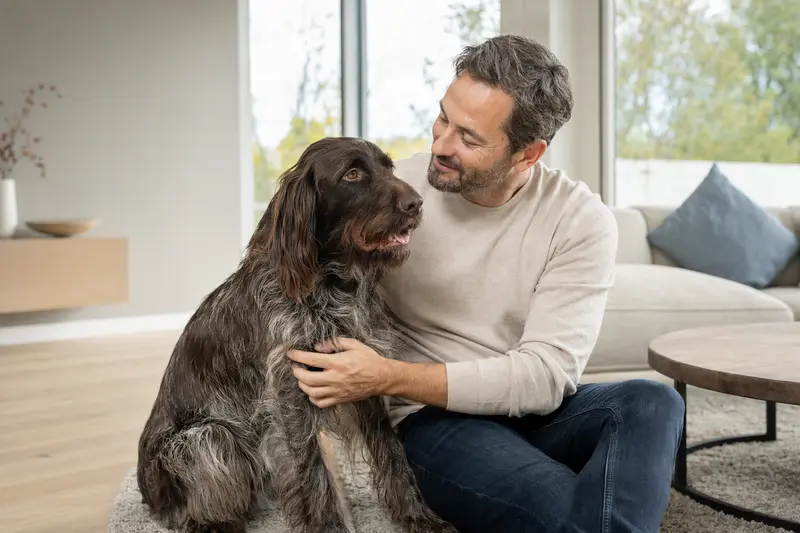Ein entspannter Deutscher Langhaariger Vorstehhund sitzt neben seinem Besitzer in einer modernen Wohnung und strahlt Zufriedenheit aus.