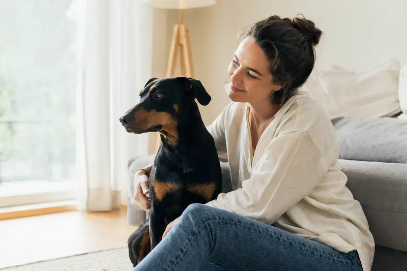 Ein glücklicher Deutscher Pinscher sitzt entspannt neben seinem Halter in einer modernen Wohnung.