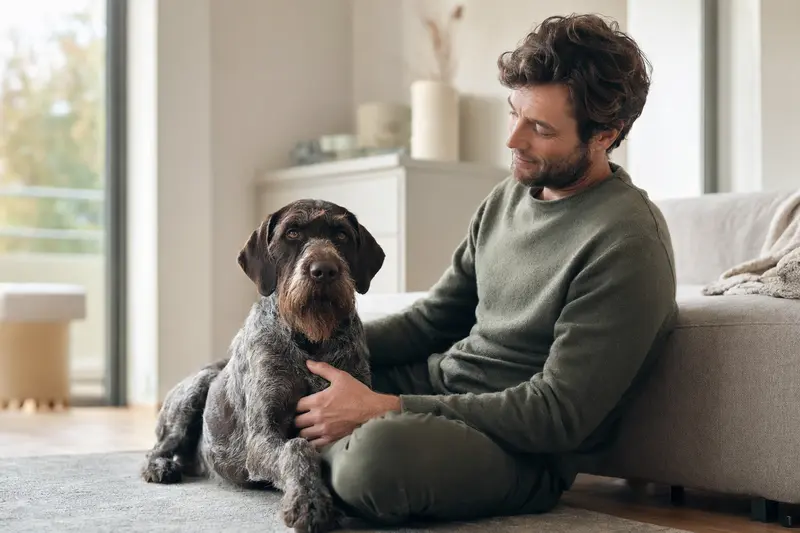 Ein entspannter Deutscher Vorstehhund sitzt neben seinem glücklichen Besitzer in einer lichtdurchfluteten Wohnung.