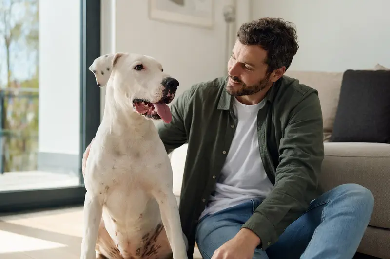 Ein entspannter Dogo Mallorquin sitzt neben seinem glücklichen Besitzer in einer hellen Wohnung.