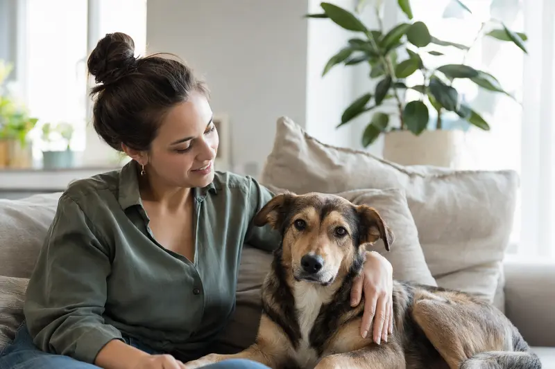 Ein glücklicher Doguillo mit seinem Besitzer in einer modernen Wohnung, die eine vertrauensvolle Atmosphäre schafft.
