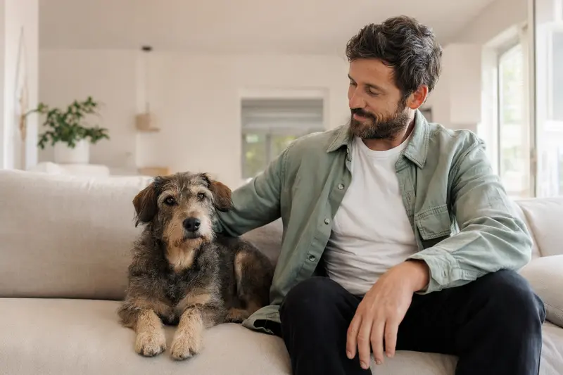 Ein glücklicher Dürrbächler sitzt entspannt neben seinem Halter in einer hellen modernen Wohnung und vermittelt eine vertrauensvolle Atmosphäre für das Thema Hundekrankenversicherung.