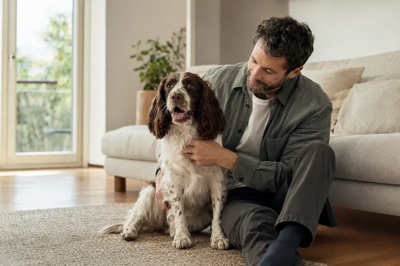 Ein glücklicher Englischer Springer Spaniel sitzt entspannt neben seinem Halter in einer modernen Wohnung.