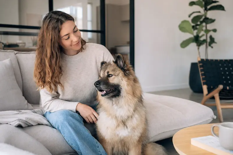 Ein glücklicher Eurasier sitzt entspannt neben seinem Halter in einer modernen Wohnung.
