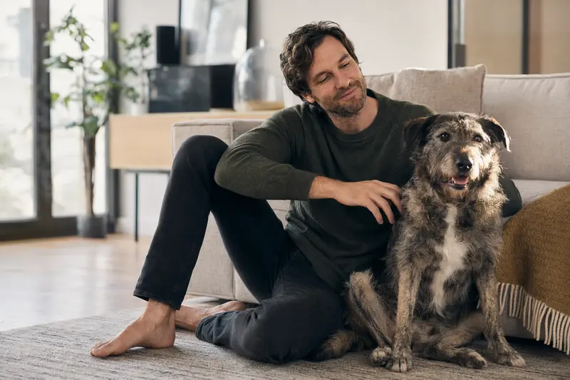 Ein entspannter Eurohound sitzt neben seinem Besitzer in einer hellen Wohnung und vermittelt eine vertrauensvolle Atmosphäre.
