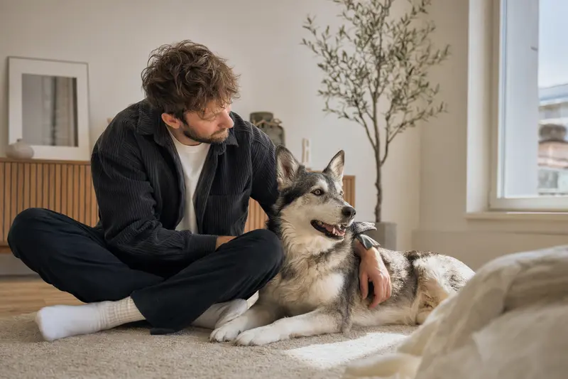 Ein glücklicher Europäischer Schlittenhund sitzt entspannt neben seinem Besitzer in einer modernen Wohnung.