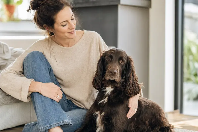 Ein entspannter Field Spaniel sitzt neben seinem Besitzer in einer hellen Wohnung und vermittelt ein Gefühl von Vertrauen und Zufriedenheit.