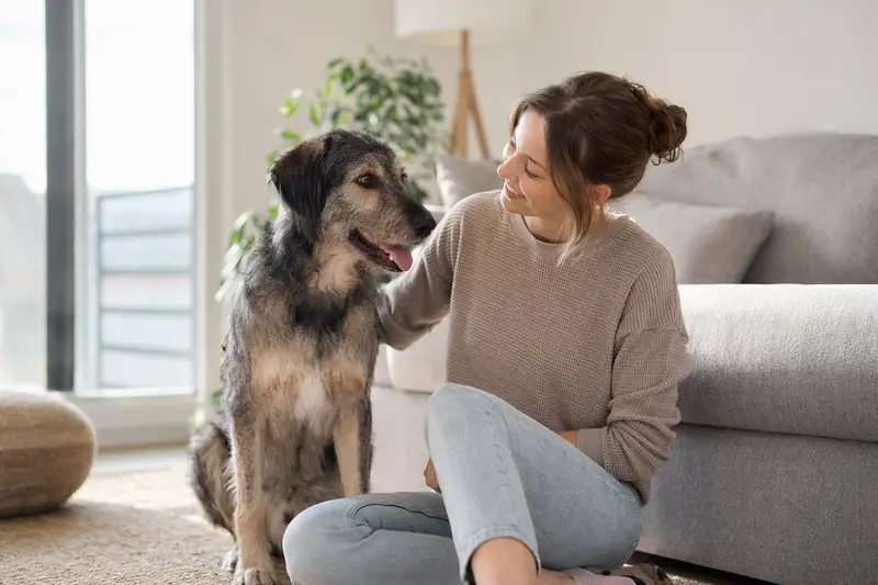Ein glücklicher Flämischer Treibhund sitzt entspannt neben seinem Besitzer in einer hellen modernen Wohnung.
