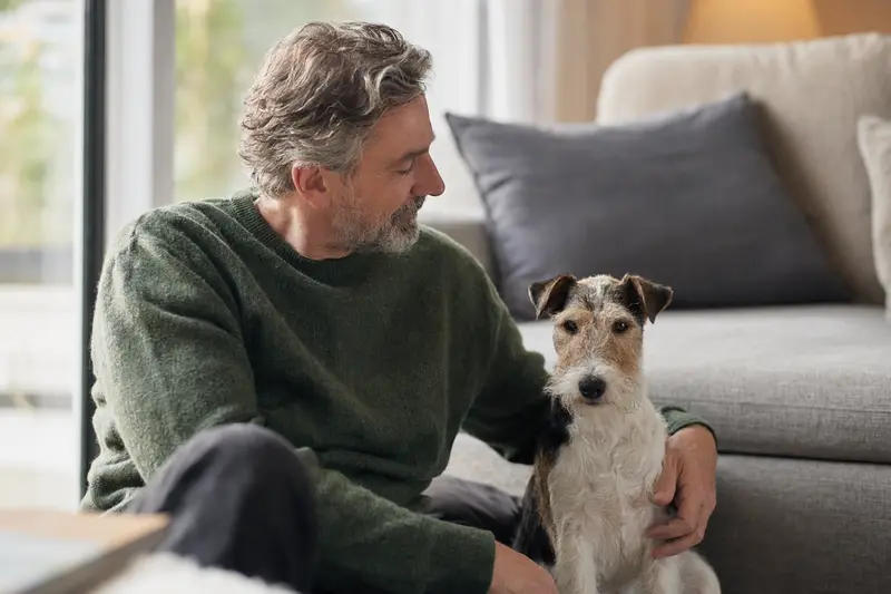 Ein entspannter Foxterrier sitzt neben seinem Besitzer in einer hellen Wohnung und strahlt Vertrauen aus.