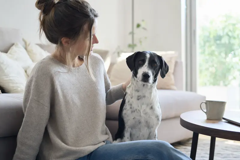 Ein gesunder Francais blanc et noir sitzt entspannt neben seinem Halter in einer hellen Wohnung.