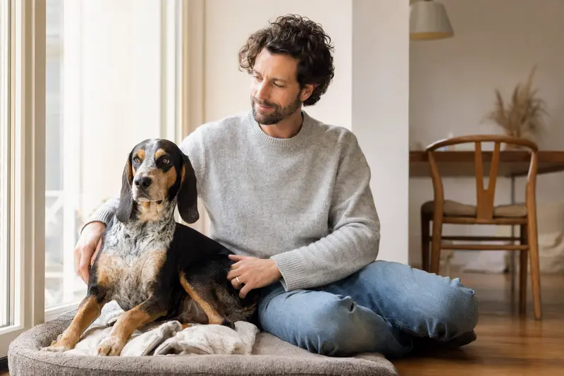 Der entspannte Französische Dreifarbige Laufhund sitzt neben seinem Halter in einer modernen Wohnung und strahlt Zufriedenheit aus.