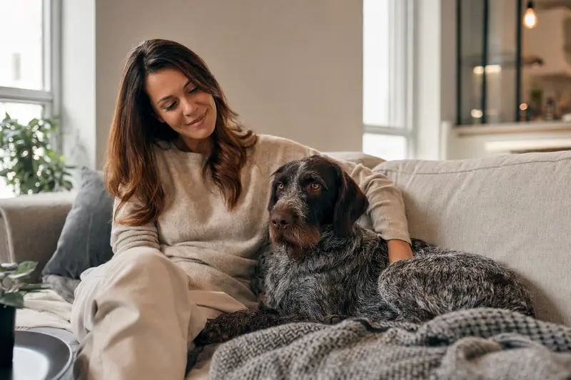 Ein glücklicher Hundehalter mit seinem entspannten Französischen Rauhaarigen Vorstehhund in einer modernen Wohnung.