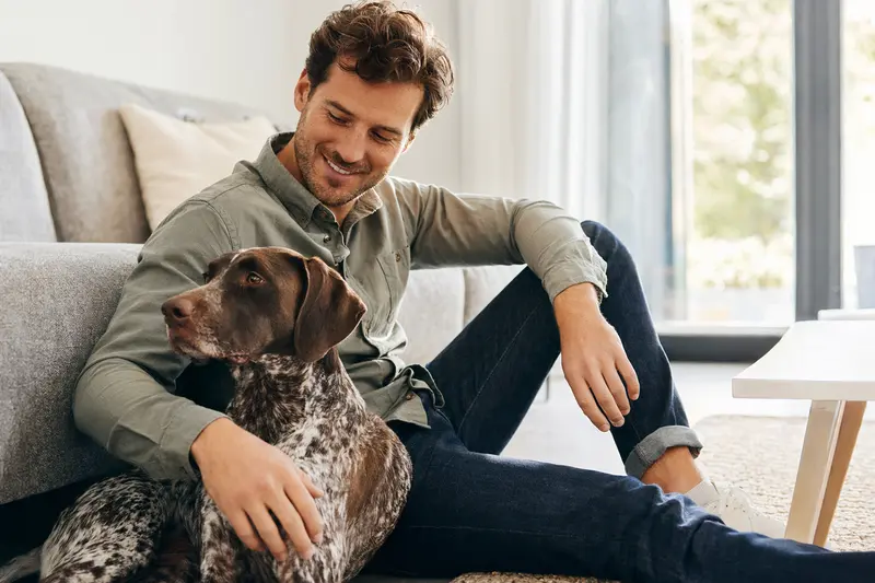 Ein entspannter französischer Vorstehhund sitzt neben seinem Halter in einer modernen Wohnung und genießt die vertrauensvolle Atmosphäre.