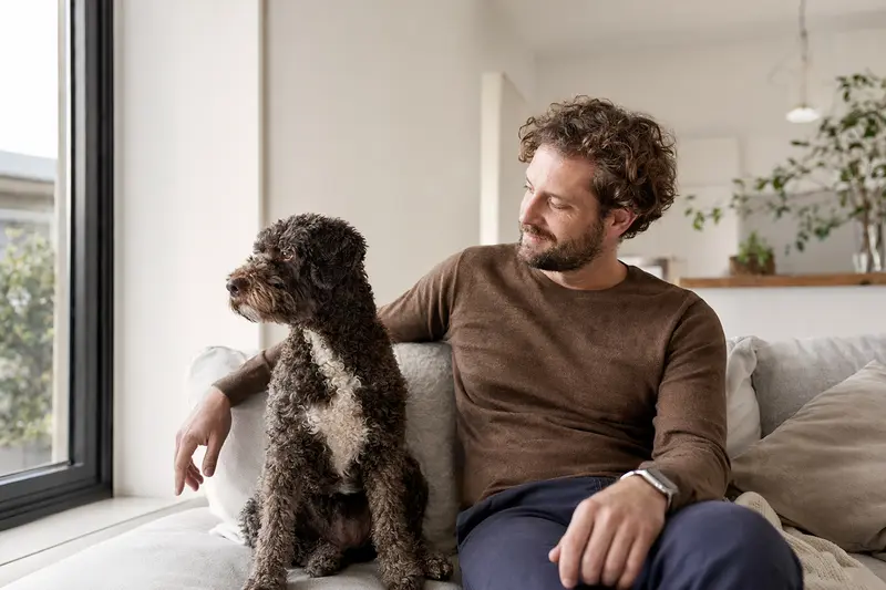 Ein glücklicher Französischer Wasserhund sitzt entspannt neben seinem Halter in einer modernen Wohnung.