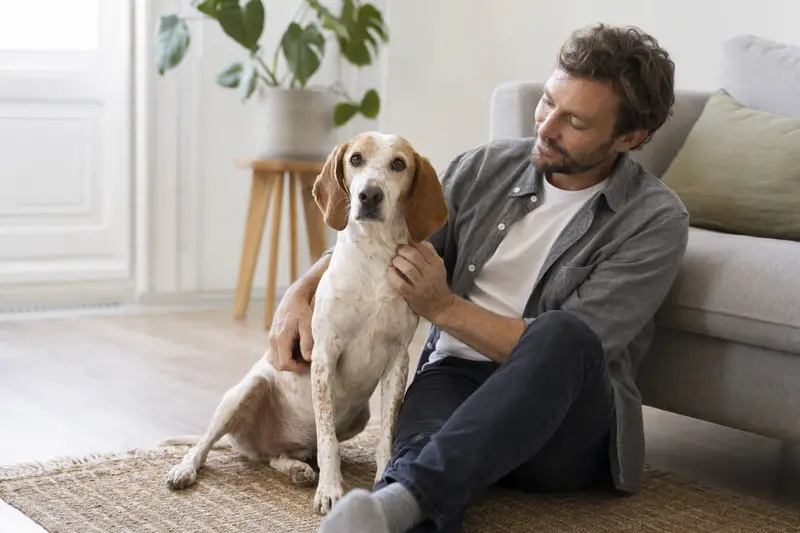 Ein entspannter Französischer Weiß-Oranger Laufhund sitzt neben seinem Halter in einer hellen Wohnung und strahlt Glück aus.