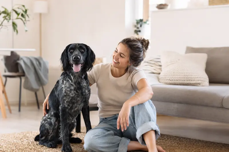 Ein glücklicher Friesischer Vorstehhund sitzt entspannt neben seinem Besitzer in einer modernen Wohnung und strahlt Zufriedenheit aus.