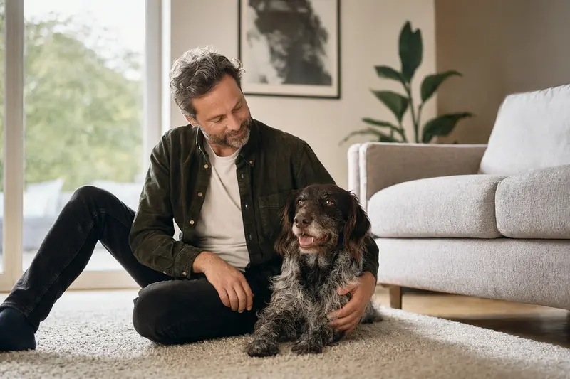 Ein glücklicher Gammel Dansk Honsehund sitzt entspannt neben seinem Besitzer in einer modernen Wohnung und strahlt Vertrauen aus.