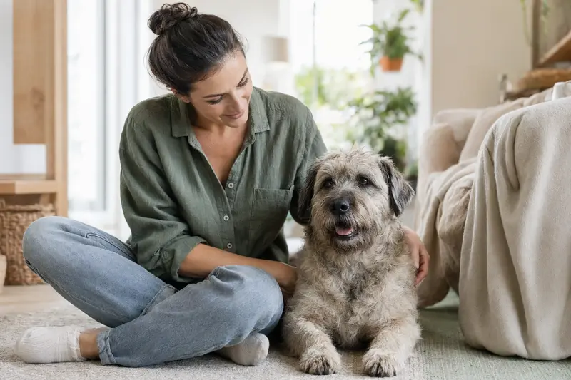 Ein entspannter Glen of Imaal Terrier sitzt vertrauensvoll neben seinem Halter in einer modernen Wohnung.