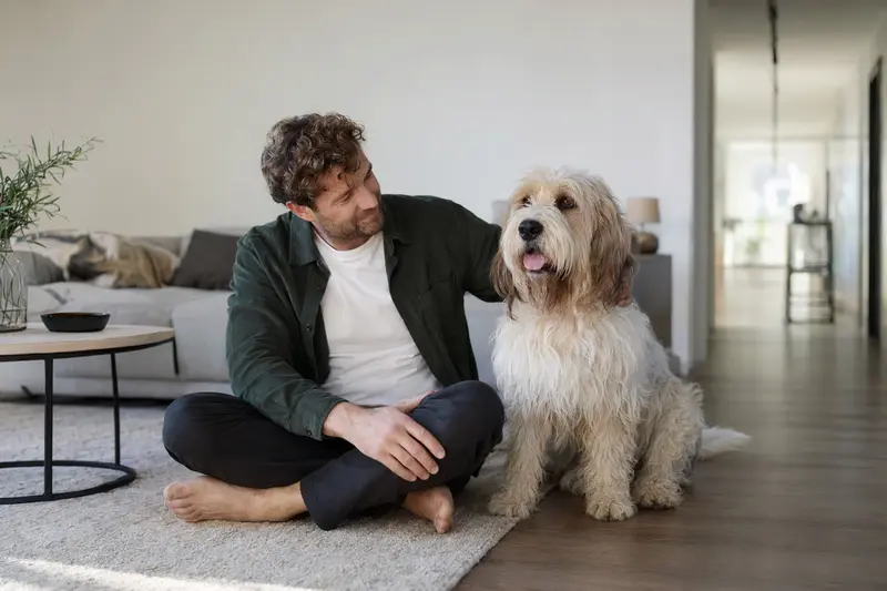 Glücklicher Grand Griffon Vendeen sitzt entspannt neben seinem Halter in einer modernen Wohnung.