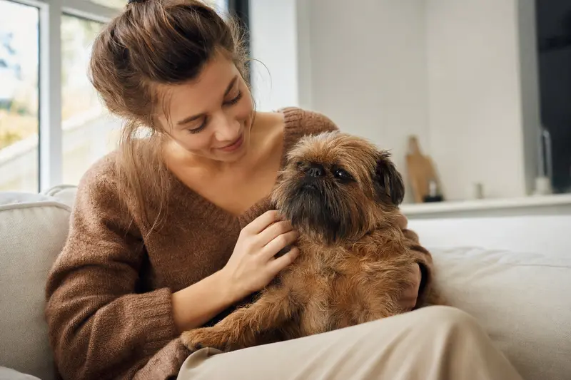 Ein entspannter Griffon Bruxellois sitzt neben seinem Besitzer in einer hellen Wohnung und strahlt Freude aus.