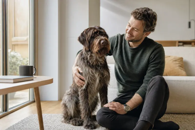 Ein entspannter Griffon Korthals sitzt neben seinem Besitzer in einer hellen Wohnung und strahlt Zufriedenheit aus.