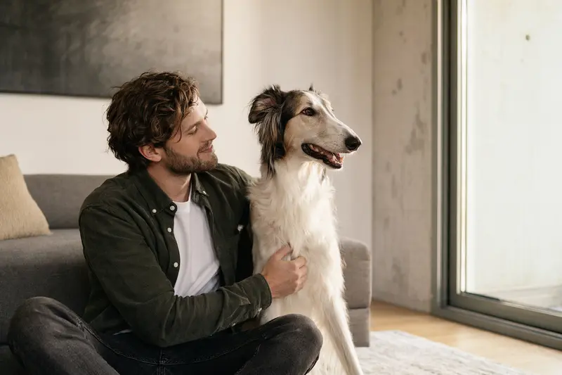 Ein freundlicher Großer Englischer Windhund sitzt entspannt neben seinem Besitzer in einer modernen Wohnung.