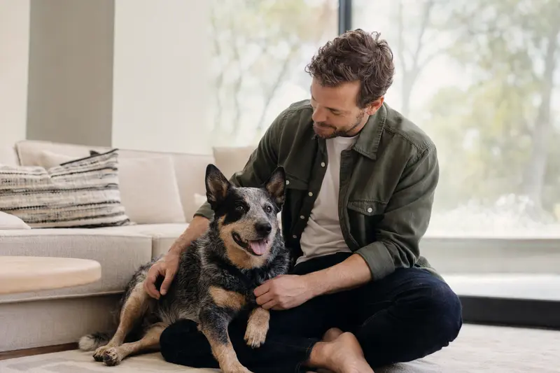 Glücklicher Australian Cattle Dog sitzt entspannt neben seinem Halter in einer hellen modernen Wohnung.