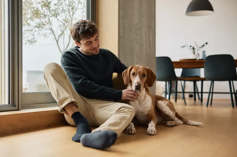 Ein gesunder Hamilton-Bracke sitzt entspannt neben seinem Besitzer in einer modernen Wohnung.