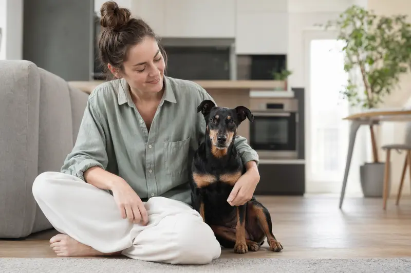 Ein glücklicher Harlekinpinscher sitzt entspannt neben seinem Besitzer in einer modernen Wohnung.