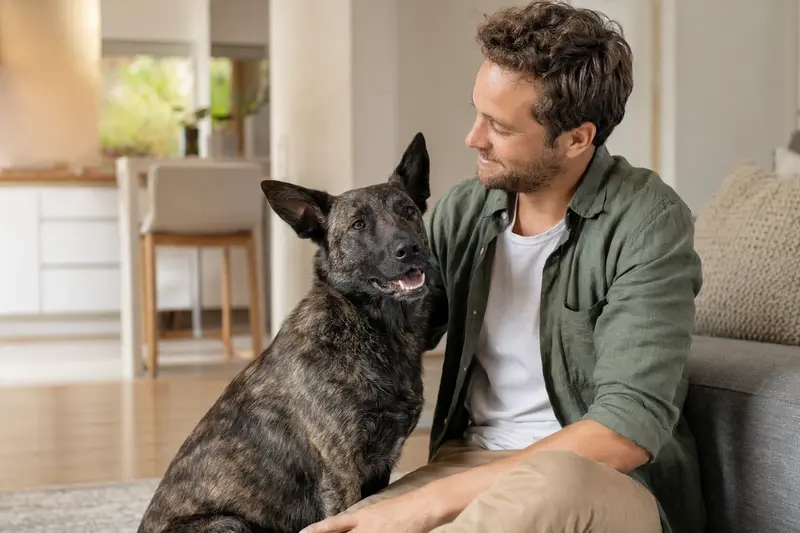 Ein gesunder Hollandse Herdershond sitzt entspannt neben seinem Besitzer in einer modernen Wohnung und genießt die vertrauensvolle Atmosphäre.