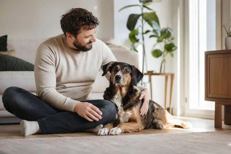 Ein glücklicher Holzbracke sitzt entspannt neben seinem Halter in einer modernen Wohnung.