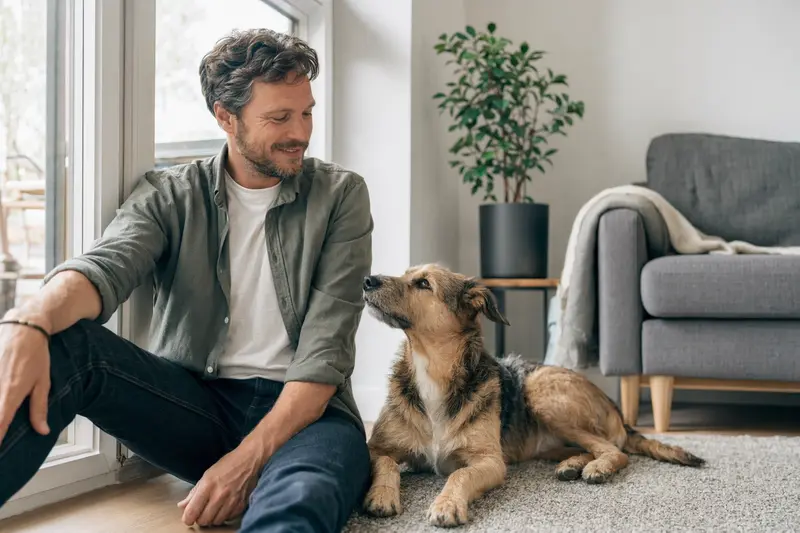 Ein entspannter Hubertushund sitzt neben seinem Besitzer in einer hellen, modernen Wohnung.