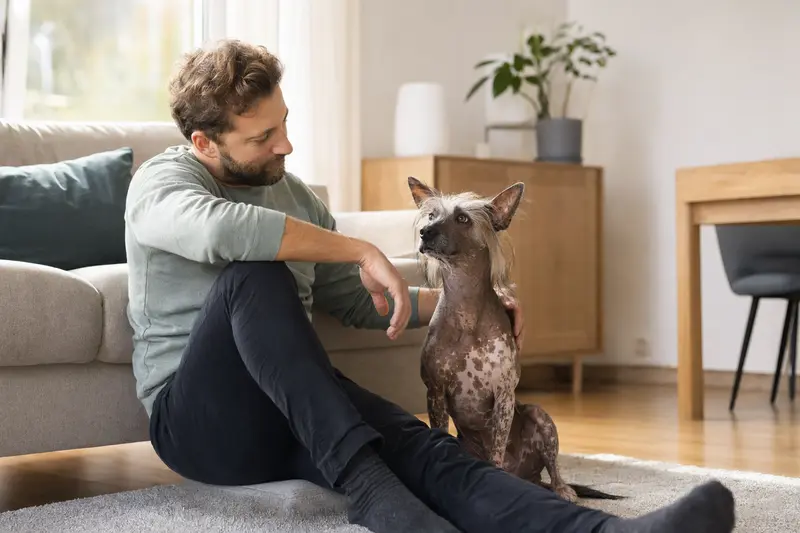 Ein glücklicher Inka-Nackthund sitzt entspannt neben seinem Halter in einer hellen Wohnung und vermittelt eine vertrauensvolle Atmosphäre rund um die Hundeversicherung.