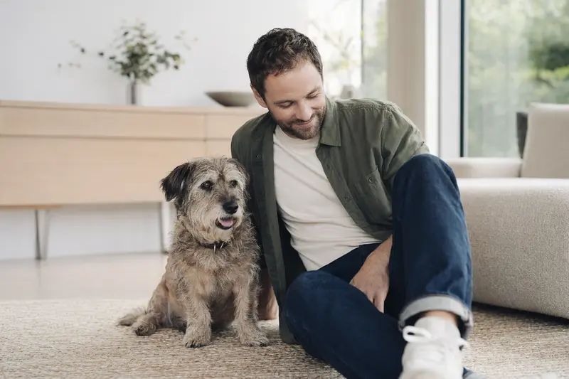 Ein zufriedener Irish Glen of Imaal Terrier sitzt neben seinem Besitzer in einer modernen Wohnung und strahlt Vertrauen aus.